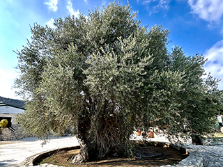 olive oil tasting Cyprus, organic olive farm, donkey farm Cyprus, Troodos Mountains tour, Cyprus countryside tour, things to do in Cyprus nature, authentic Cyprus experience