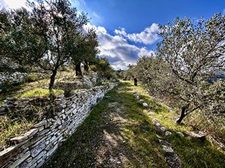 olive oil tasting Cyprus, organic olive farm, donkey farm Cyprus, Troodos Mountains tour, Cyprus countryside tour, things to do in Cyprus nature, authentic Cyprus experience