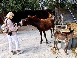 olive oil tasting Cyprus, organic olive farm, donkey farm Cyprus, Troodos Mountains tour, Cyprus countryside tour, things to do in Cyprus nature, authentic Cyprus experience