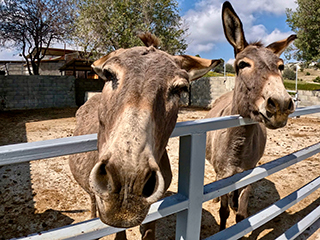 olive oil tasting Cyprus, organic olive farm, donkey farm Cyprus, Troodos Mountains tour, Cyprus countryside tour, things to do in Cyprus nature, authentic Cyprus experience