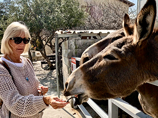 olive oil tasting Cyprus, organic olive farm, donkey farm Cyprus, Troodos Mountains tour, Cyprus countryside tour, things to do in Cyprus nature, authentic Cyprus experience