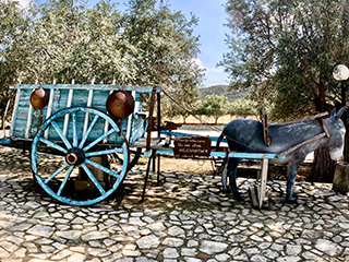 olive oil tasting Cyprus, organic olive farm, donkey farm Cyprus, Troodos Mountains tour, Cyprus countryside tour, things to do in Cyprus nature, authentic Cyprus experience