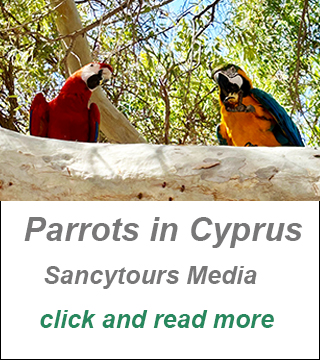 SancyTours Social Media, Parrots in Cyprus