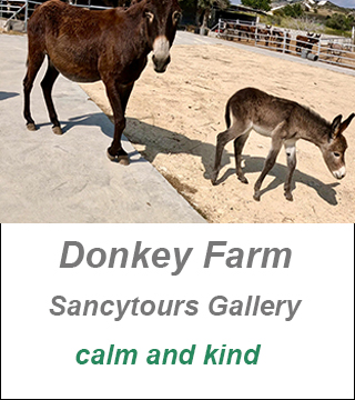 Donkey Farm Cyprus, private guide cyprus