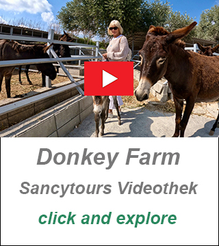 donkey farm Cyprus, visit donkey farm