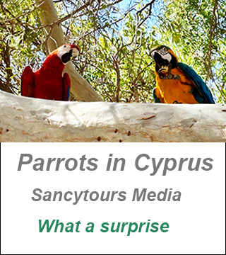 Parrots in Cyprus, cyprus nature