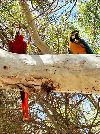 Parrots in Cyprus, Cyprus wildlife