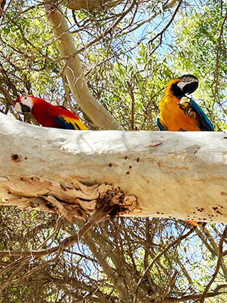 Parrots in Cyprus, Cyprus wildlife