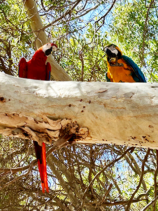 Parrots in Cyprus, Cyprus wildlife