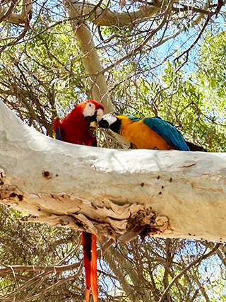 Parrots in Cyprus, Cyprus wildlife