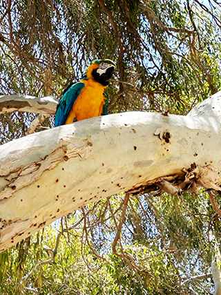 Parrots in Cyprus, Cyprus wildlife