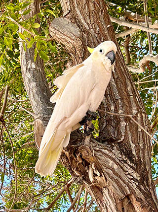 Parrots in Cyprus, Cyprus wildlife