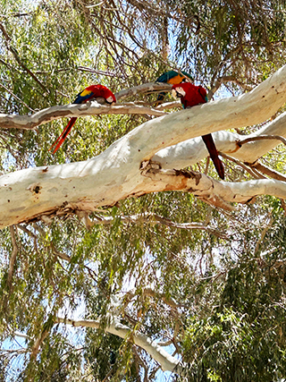 Parrots in Cyprus, Cyprus wildlife