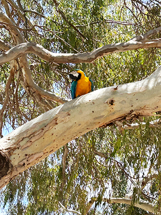 Parrots in Cyprus, Cyprus wildlife