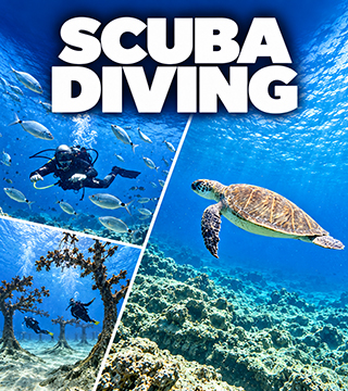 Scuba divers, Mediterranean fish and a shipwreck illustrating diving experiences in Cyprus